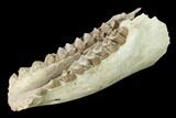 Fossil Oreodont (Merycoidodon) Mandible - Wyoming #143853-3